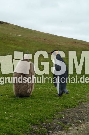 Königspinguin (5 von 84).jpg